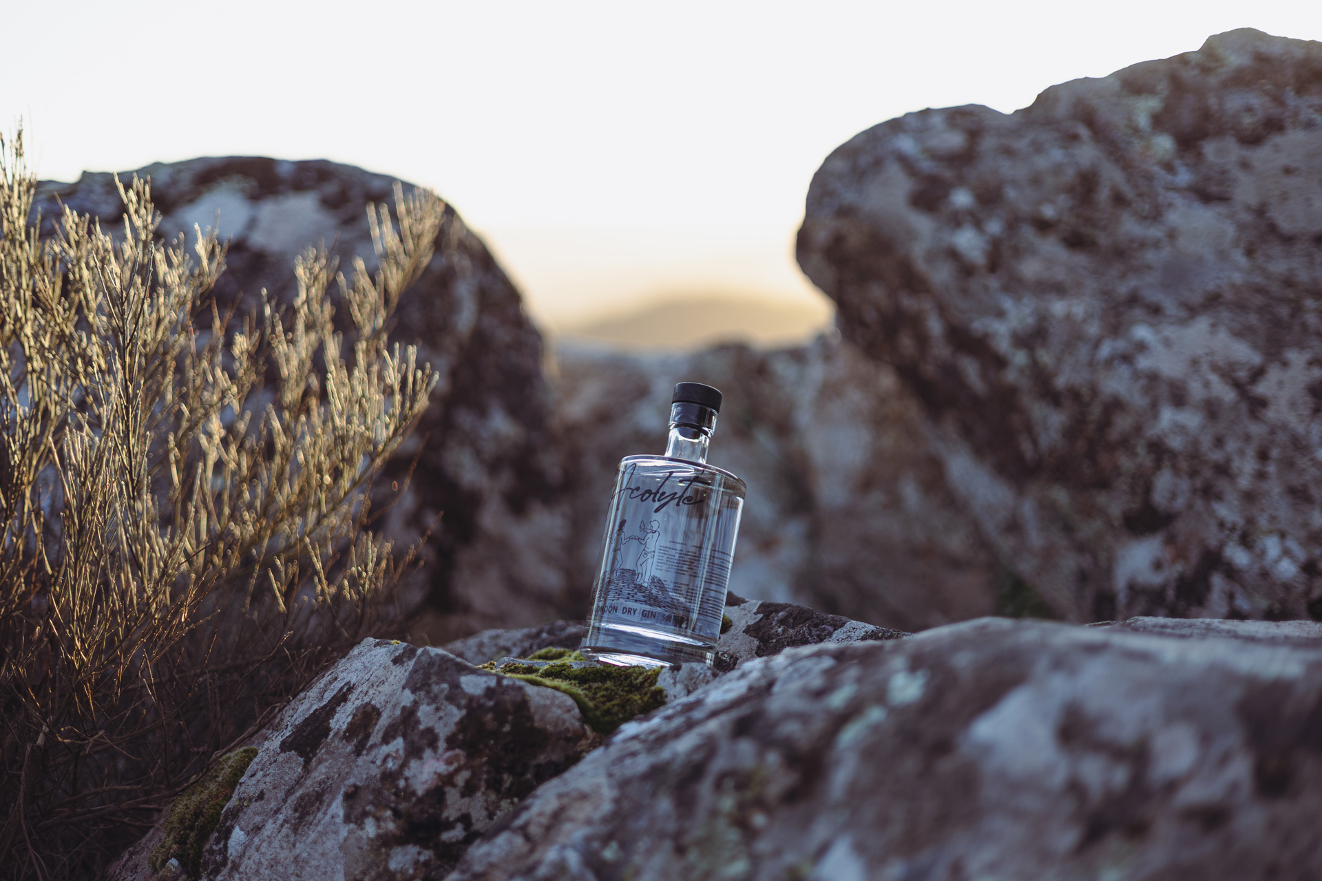 Bouteille de gin acolyte sur un rocher entouré de quelques plantes et de roche.